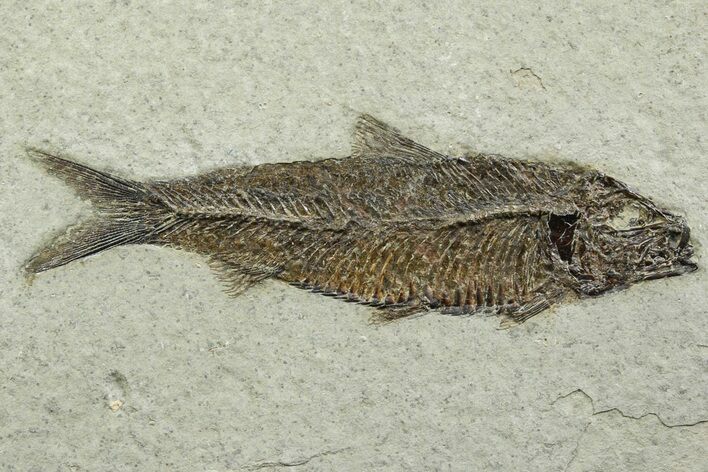 Detailed Fossil Fish (Knightia) - Wyoming #356749